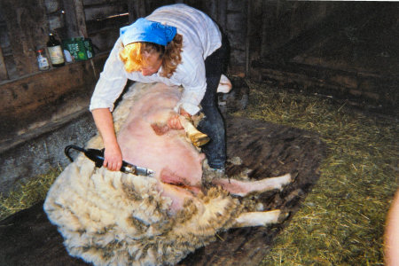 Kathleen Harris shearing a sheep